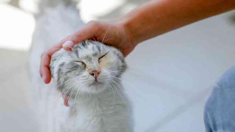 Alergias en gatos