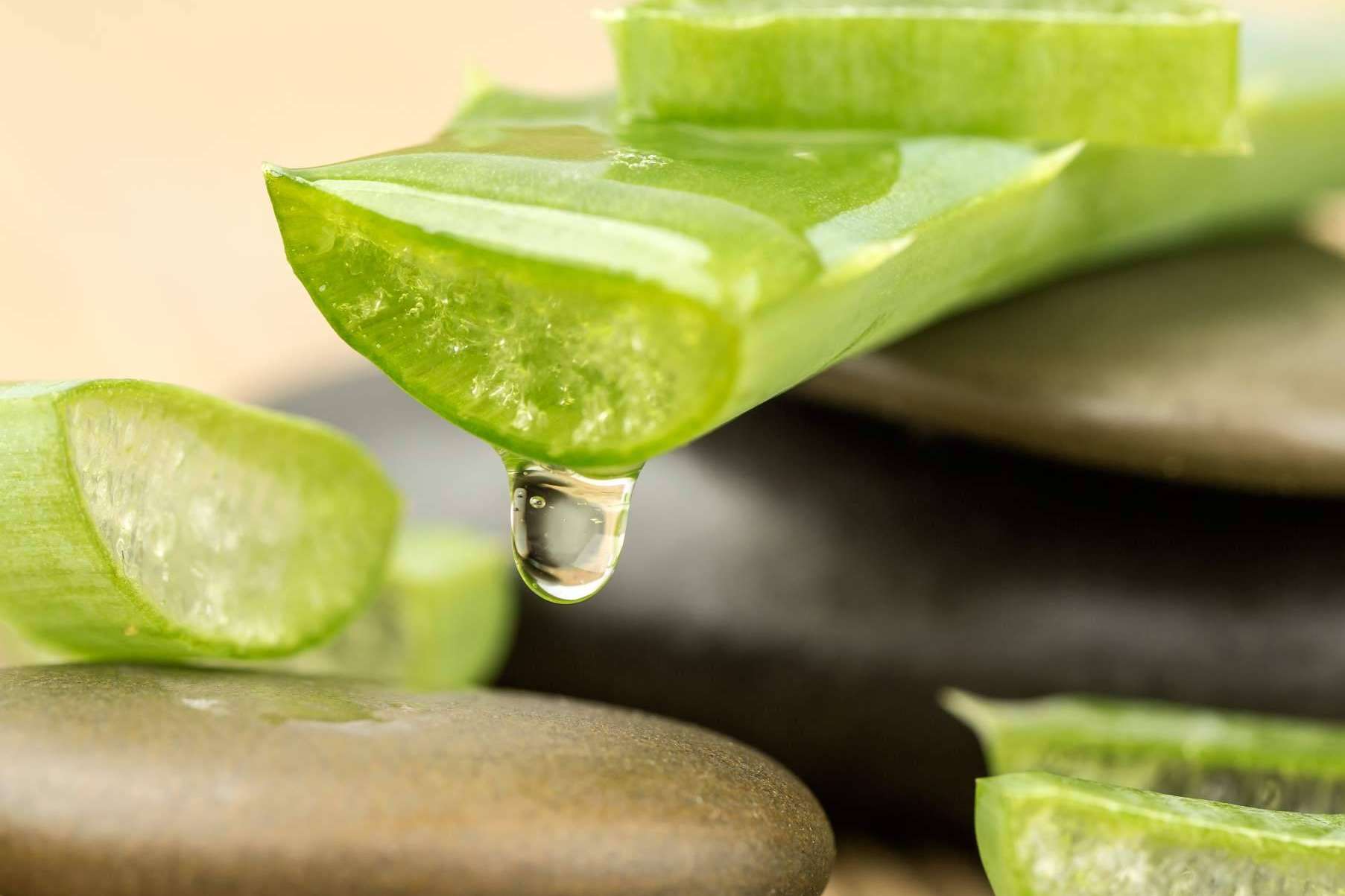 TerritorioAloe, uno de los mejores aliados en el proveimiento de productos de aloe vera para el mundo de las terapias naturales