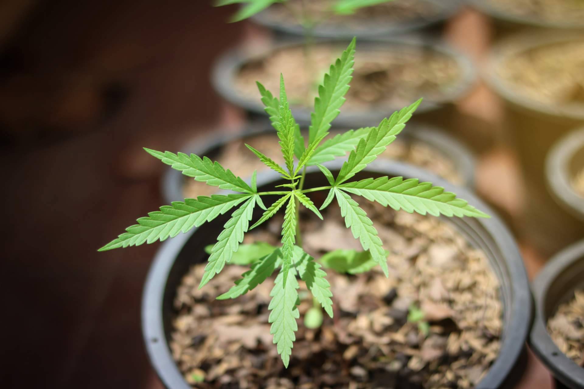 Un grow económico pero con una oferta de primera calidad, Growmania