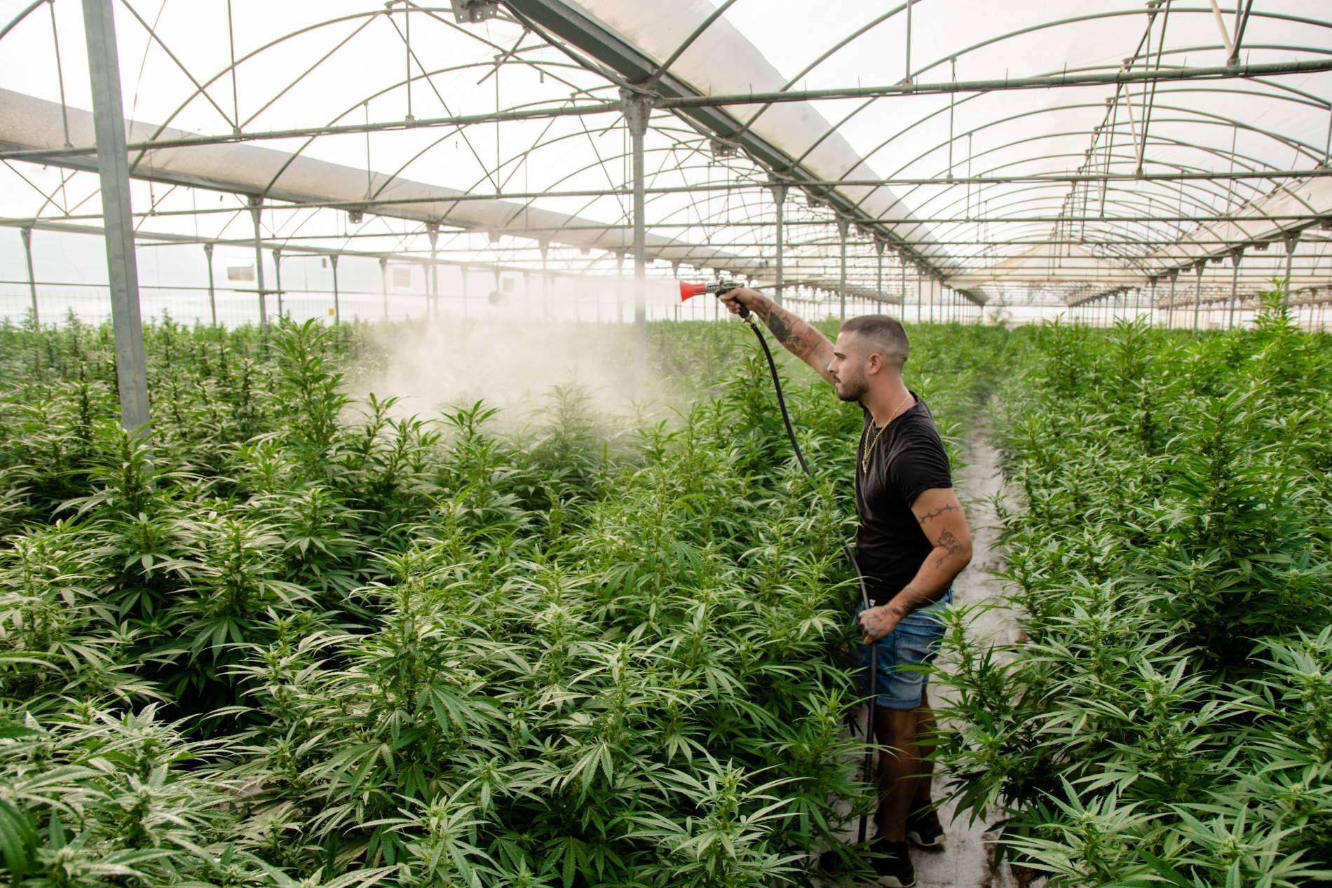 ¿Cuáles son los principales beneficios del CBD?