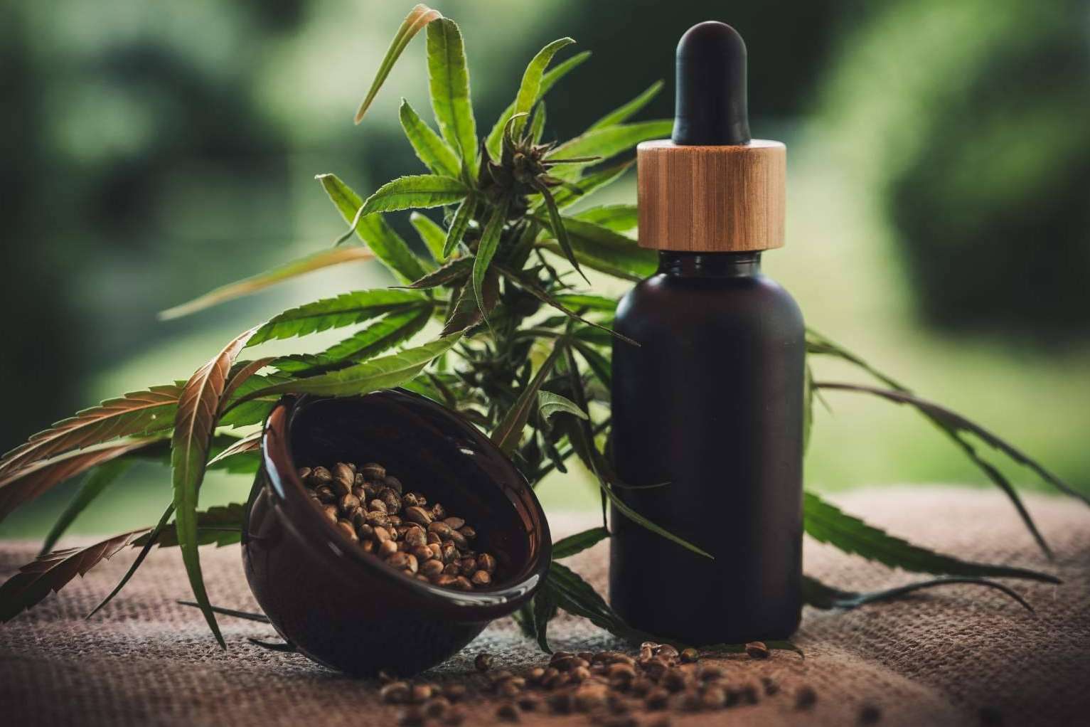 Cáñamo Industrial; Un Cultivo Sostenible y Multifacético