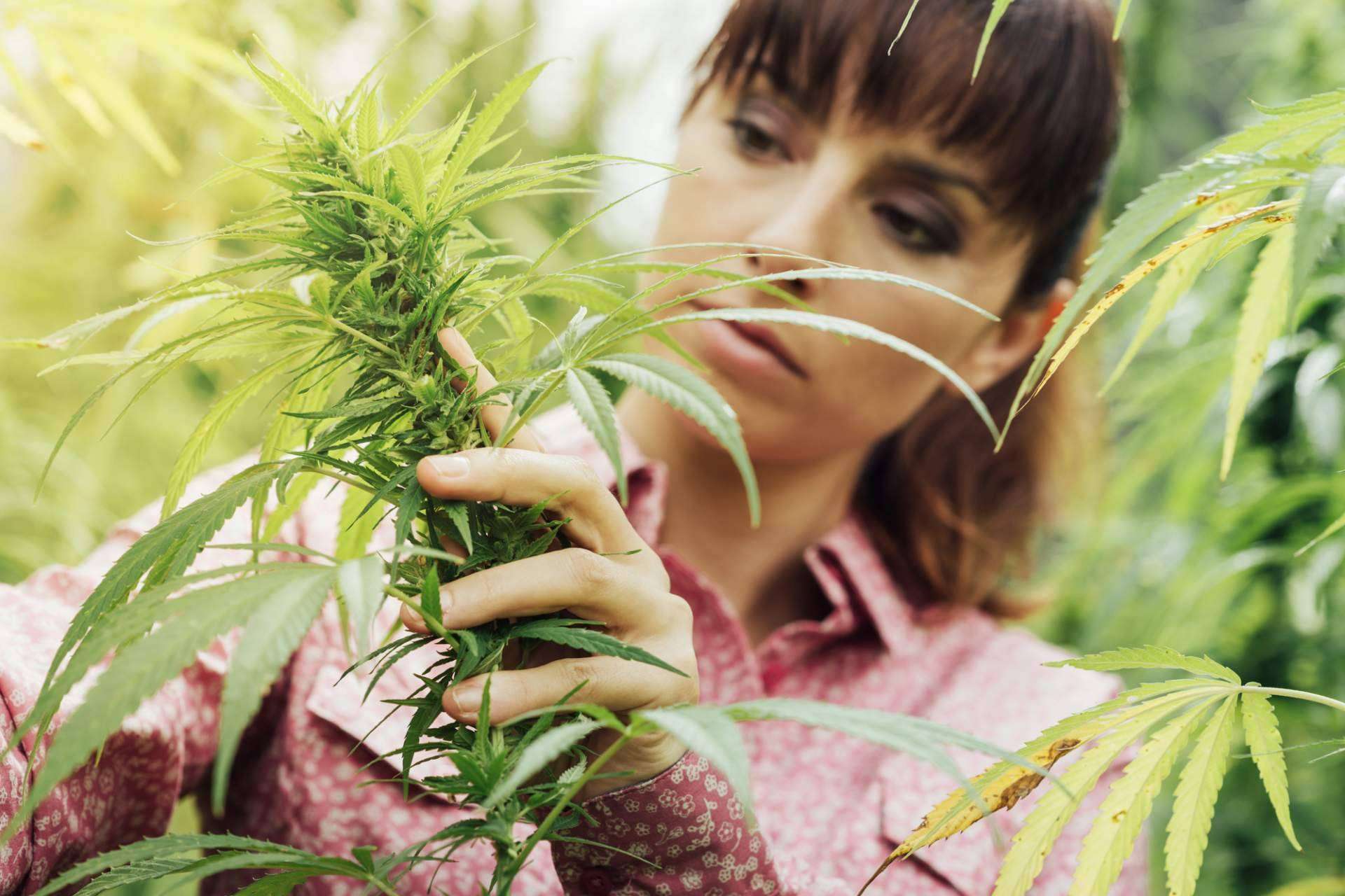 El mercado global de semillas de cannabis alcanzará los 6.500 millones de dólares en 2031
